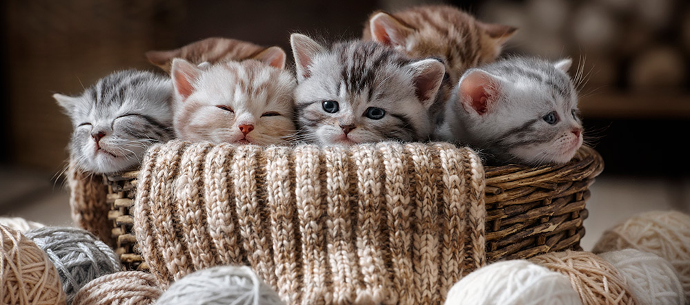 enferedades-problemas-gatitos