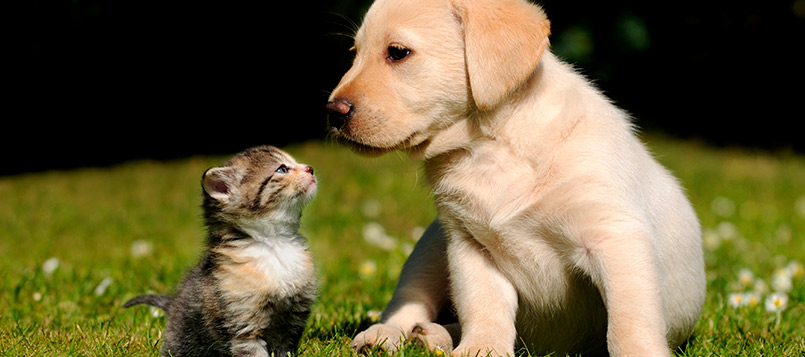 calor-perritos-gatitos