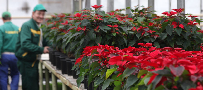 Consigue la mejor flor de pascua