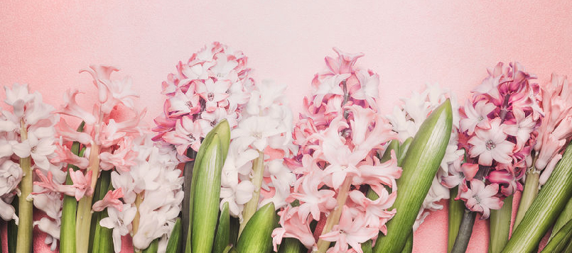 La poinsetta es una flor de navidad