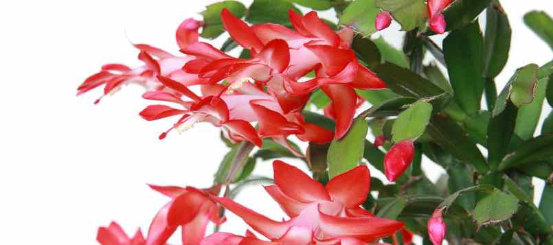 Escoge la mejor flor de navidad