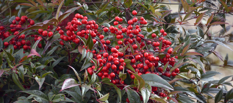 Busca una flor de navidad que te guste