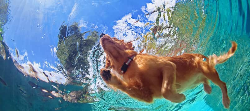 Ideas para refrescar a tu perro en verano 1