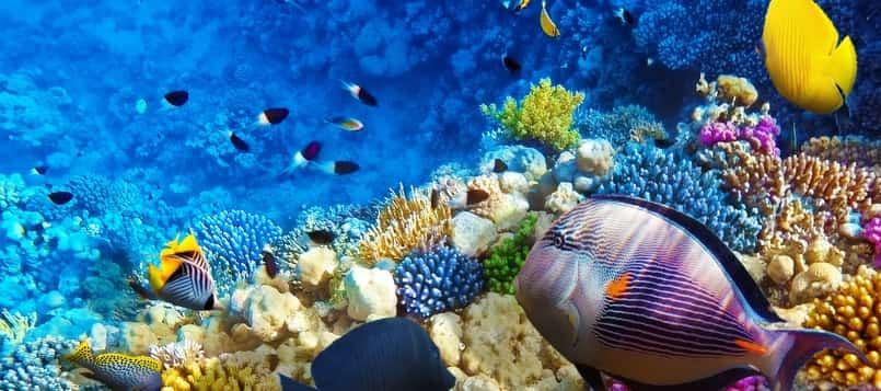 Medidas-para-salvar-los-mares-8