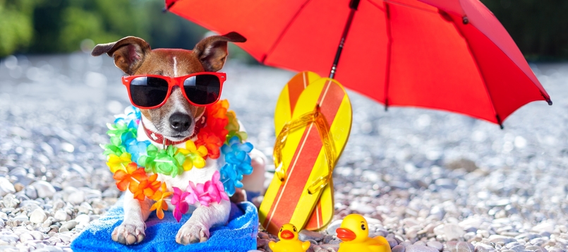 Protege-a-tu-perro-del-sol