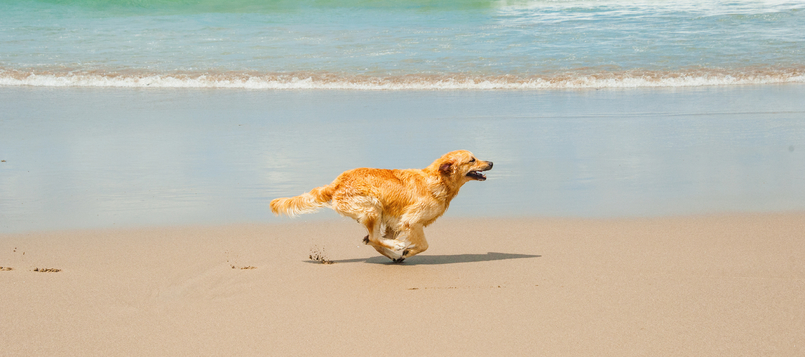 No-pierdas-de-vista-a-tu-mascota