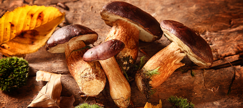 Recetas sencillas con setas