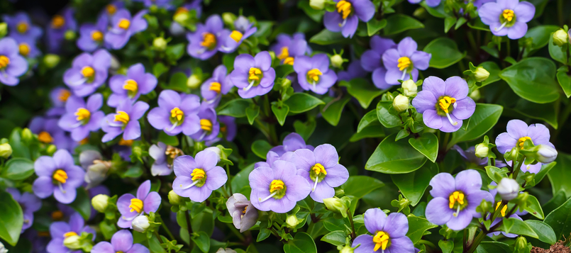 flores-de-invierno-violeta-persa-7
