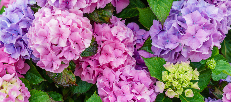 flores-en-invierno-hortensias-3
