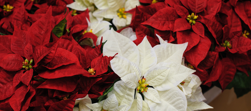 flores-en-invierno-2